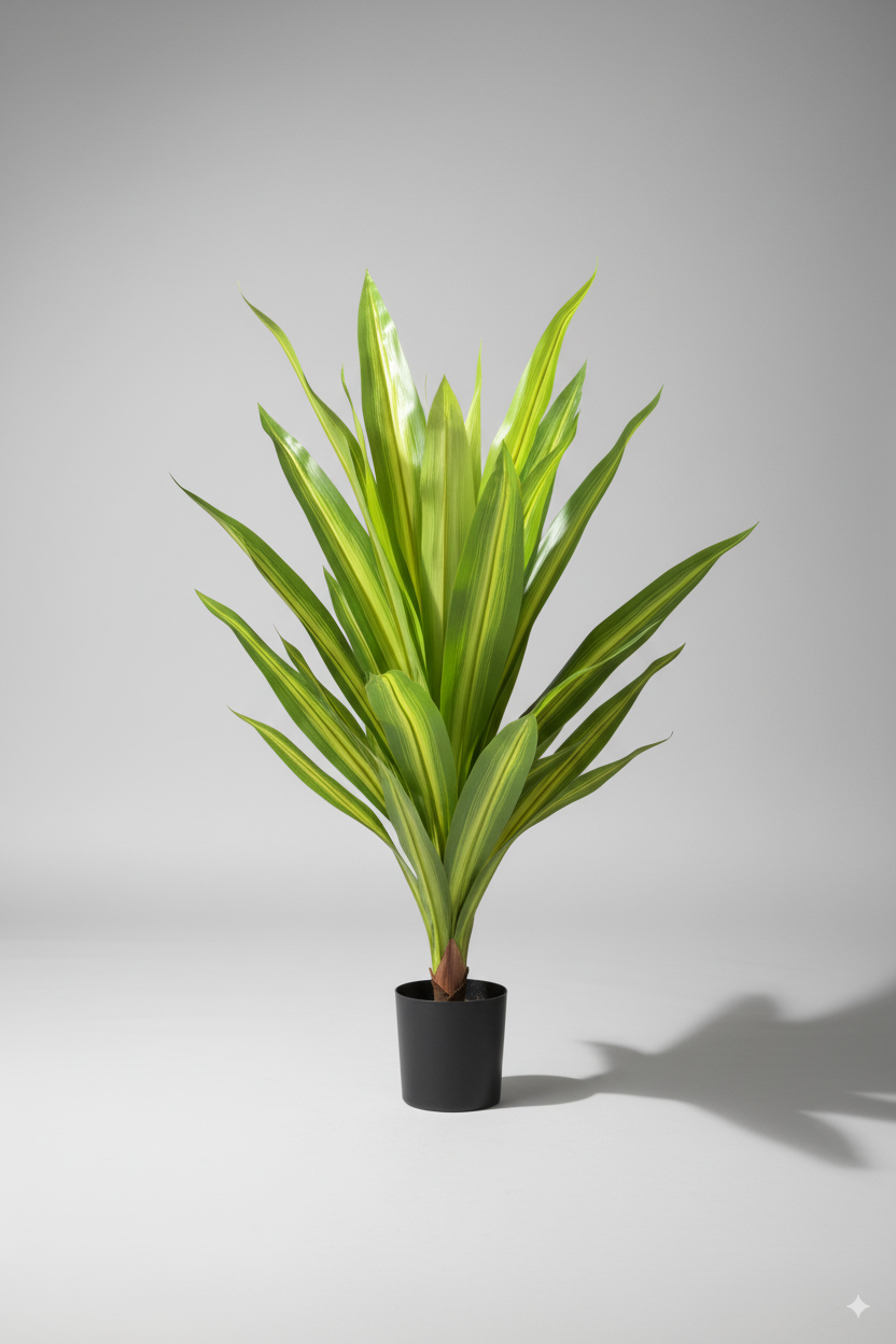 עציץ עץ ברזיל קטן 90 ס"מ