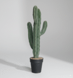 קקטוס ארבע ידיים גזע יחיד קטן 60 ס"מ
