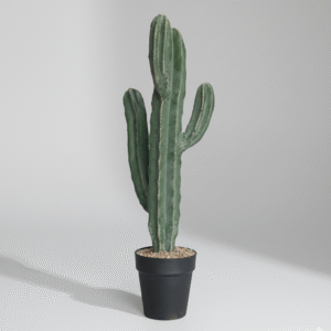 קקטוס ארבע ידיים גזע יחיד קטן 60 ס"מ