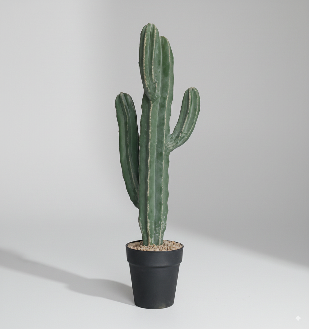 קקטוס ארבע ידיים גזע יחיד קטן 60 ס"מ