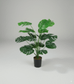 מונסטרה קטן (עם בסיס שחור) 55 ס"מ