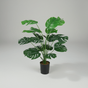 מונסטרה קטן (עם בסיס שחור) 55 ס"מ