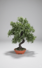 עציץ בונסאי קטן