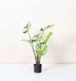 מונסטרה שוליים לבנים עציץ קטן