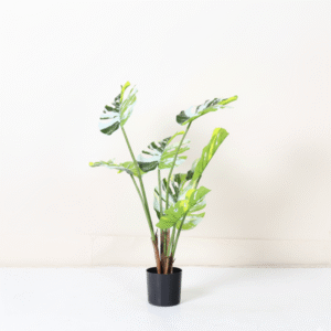 מונסטרה שוליים לבנים עציץ קטן