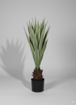 פינוי אגבה דרקו רכה