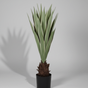 פינוי אגבה דרקו רכה