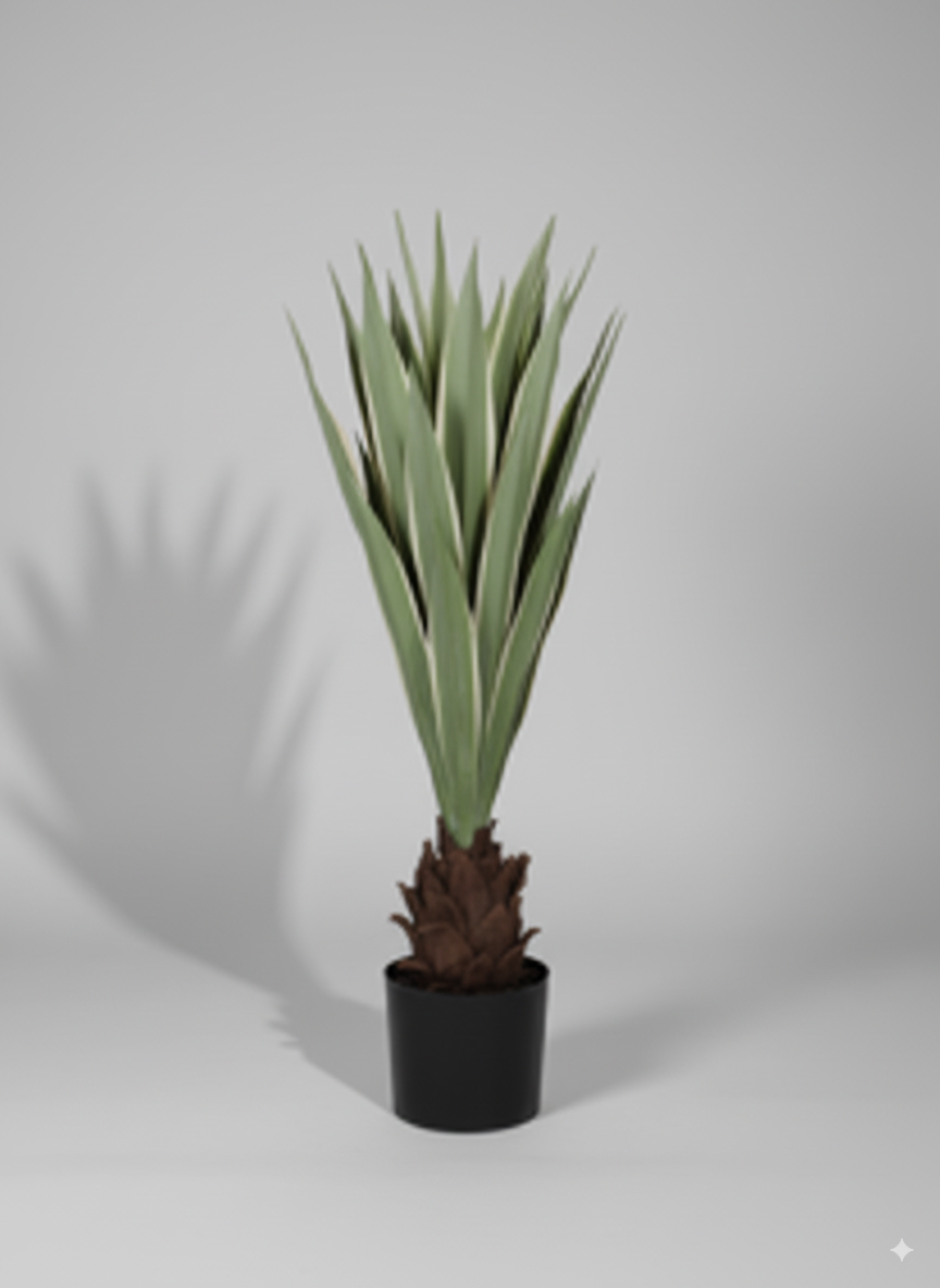 פינוי אגבה דרקו רכה