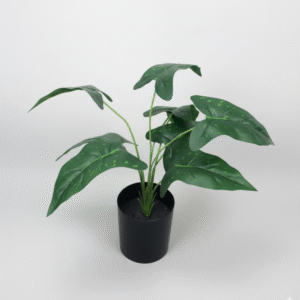 עציץ עלה כוכבים