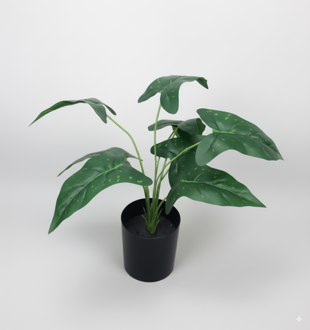 עציץ עלה כוכבים