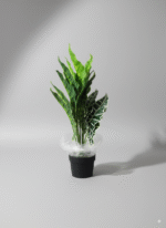 עציץ עלה ארואיד