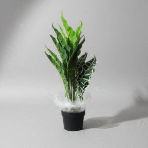 עציץ עלה ארואיד