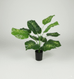 עציץ עשב נמר