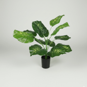 עציץ עשב נמר