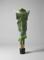 עלה צב (גזע עץ ארואיד קשת)  120 ס"מ