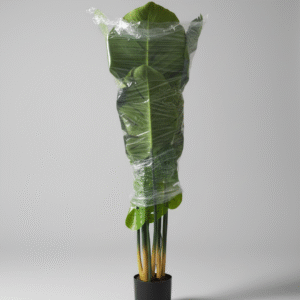 עלה צב (גזע עץ ארואיד קשת)  120 ס"מ