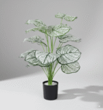 עציץ דיפנבכיה לבנה 70 ס"מ