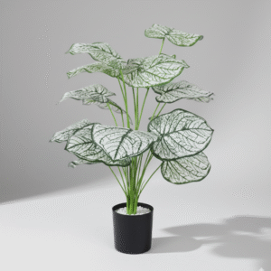 עציץ דיפנבכיה לבנה 70 ס"מ