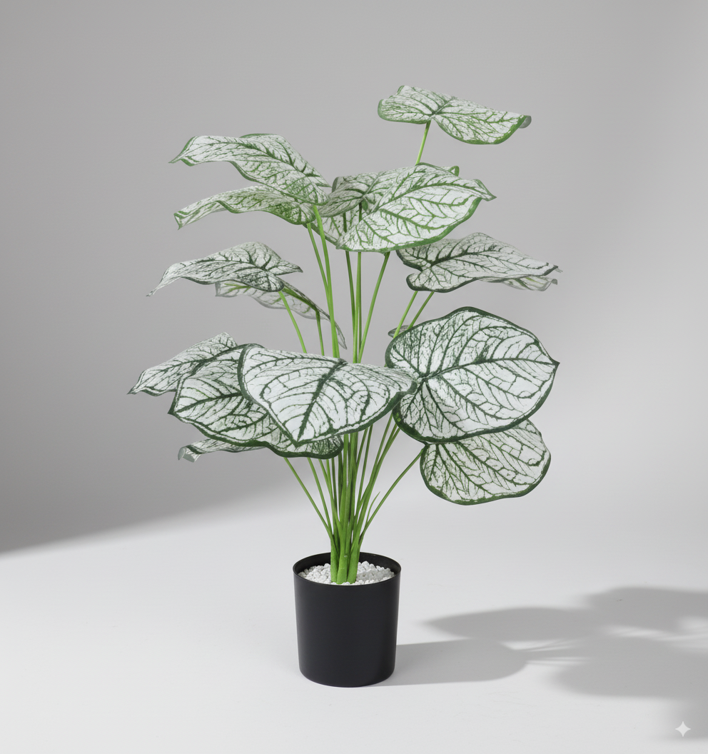 עציץ דיפנבכיה לבנה 70 ס"מ