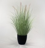 זנב שועל לבן-ירוק