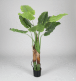 עלה ארואיד פראי - 120cm