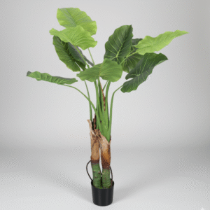 עלה ארואיד פראי