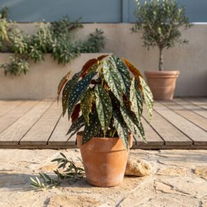 בגוניה מלאכותית תלויה