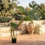 מונסטרה מלאכותית בעציץ שחור