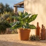 עלה דיפנבכיה מלאכותי