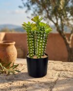 קקטוס מלאכותי משונן בעציץ שחור