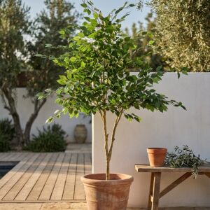 פיקוס בנימינה מלאכותי בעציץ שחור