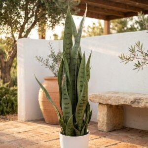 סנסווריה בעציץ לבן