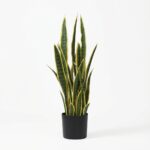 סנסווריה בעציץ לבן - 70cm