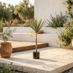 דרצנה מלאכותית בעציץ שחור