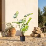 מונסטרה שוליים לבנים בעציץ שחור