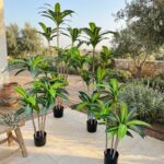 דרקנה מלאכותית בעציץ שחור