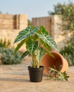 עציץ ארואיד עלים מגוונים