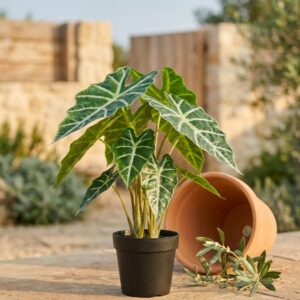 עציץ ארואיד עלים מגוונים