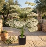 דיפנבכיה מלאכותית בעציץ שחור