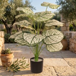 דיפנבכיה מלאכותית בעציץ שחור