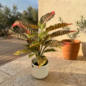 קרוטון זהוב מלאכותי בעציץ קרמי