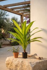 צמח דרקונית מלאכותי בעציץ שחור