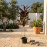 עץ גומי מלאכותי בעציץ שחור