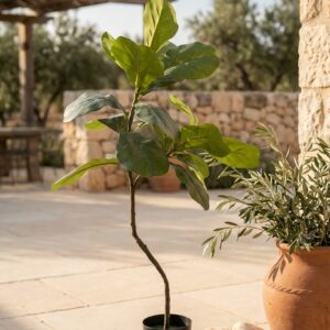 פיקוס כינורי מלאכותי בעציץ שחור