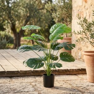 מונסטרה מלאכותית בעציץ שחור