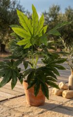 עציץ קטן עלה אדר מלאכותי