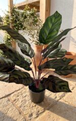 קלתאה מלאכותית בעציץ שחור