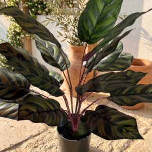 קלתאה מלאכותית בעציץ שחור