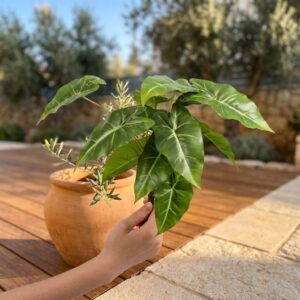 אלוקזיה מלאכותית 13 ראשים