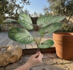 עלה קלתאה מלאכותי